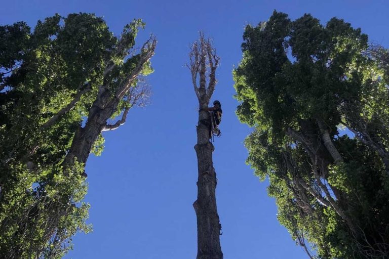 Fir Yew Tree-Care Jesse trimming very tall tree item