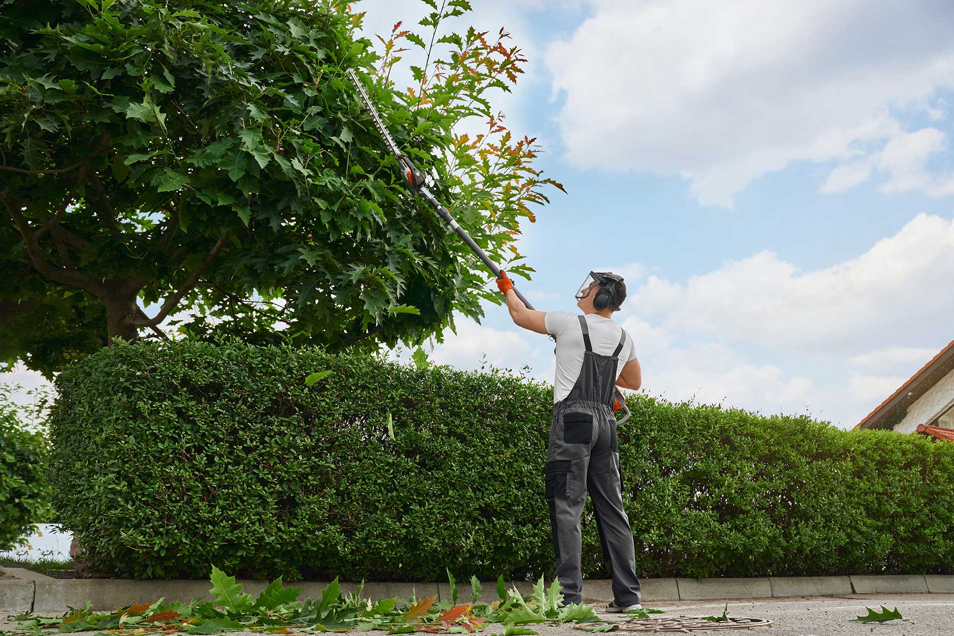 Fir Yew tree pruning services - Penticton