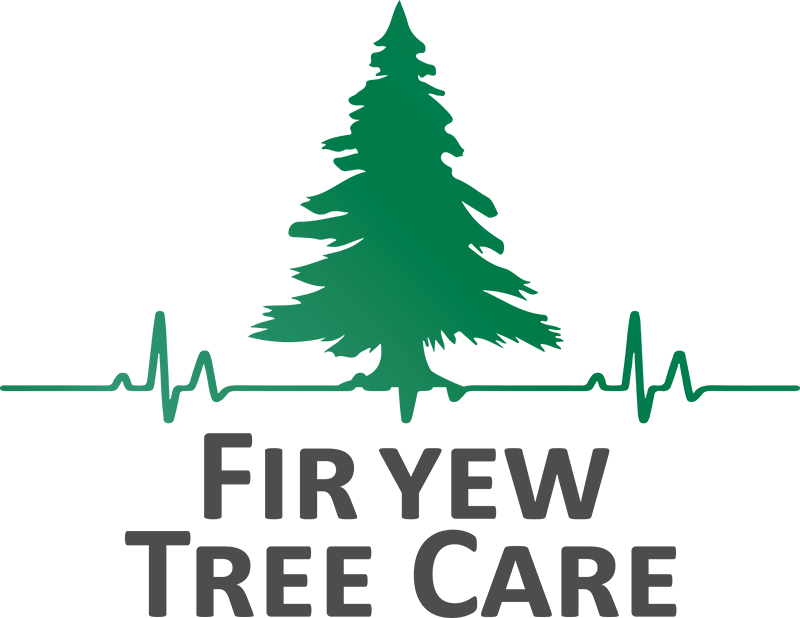 Fir Yew Tree Care