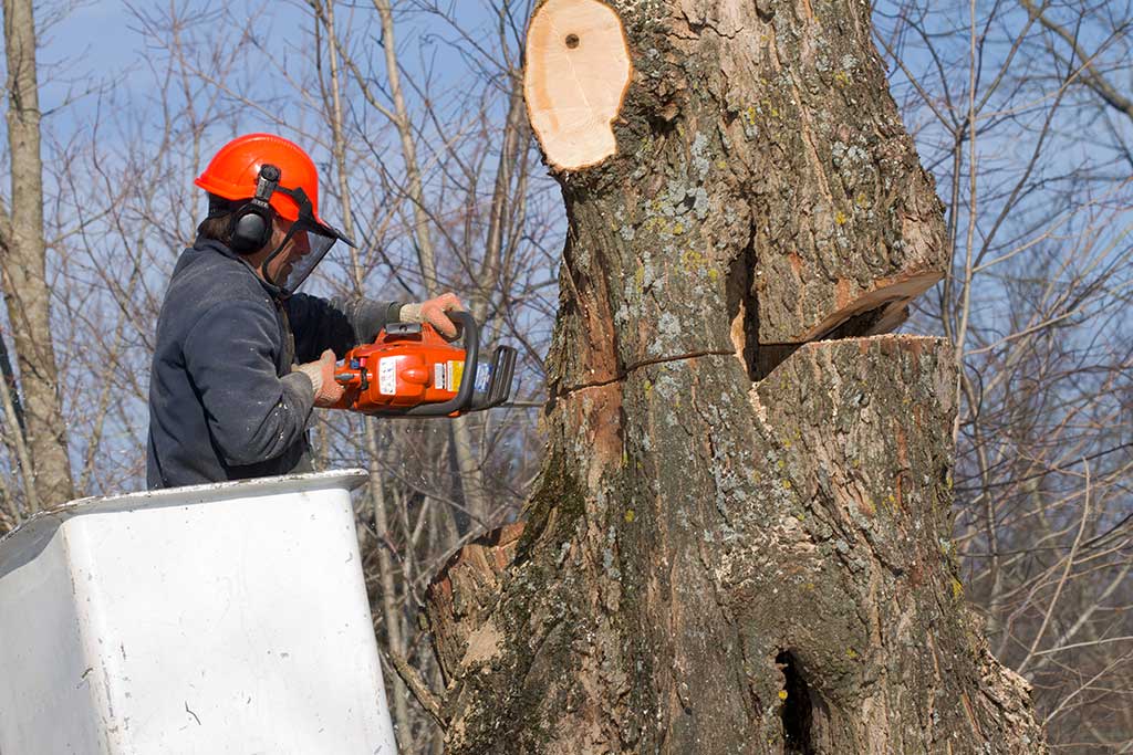 Jesse with chainsaw