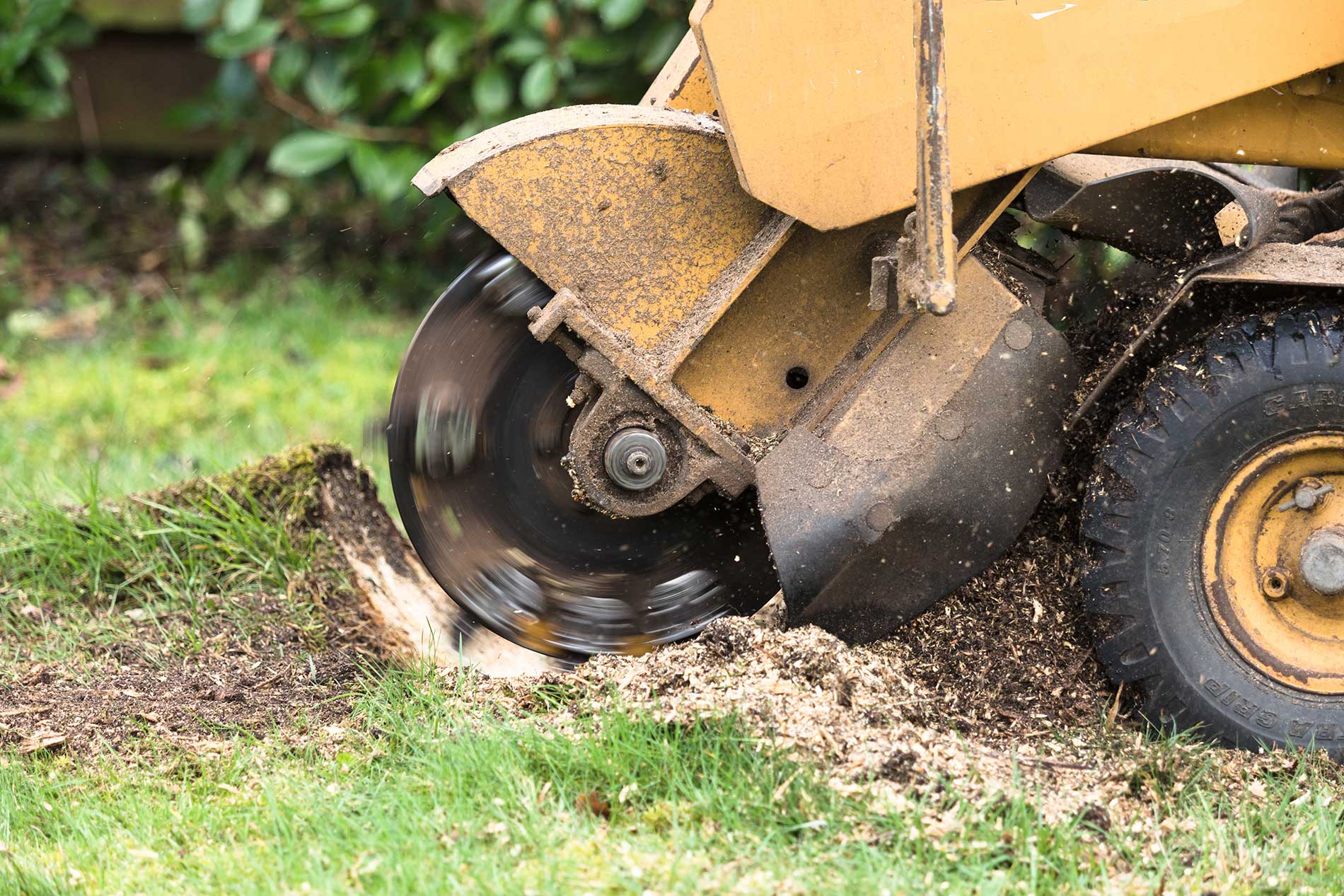 Stump grinder destroying the stump at Fir Yew Tree Services