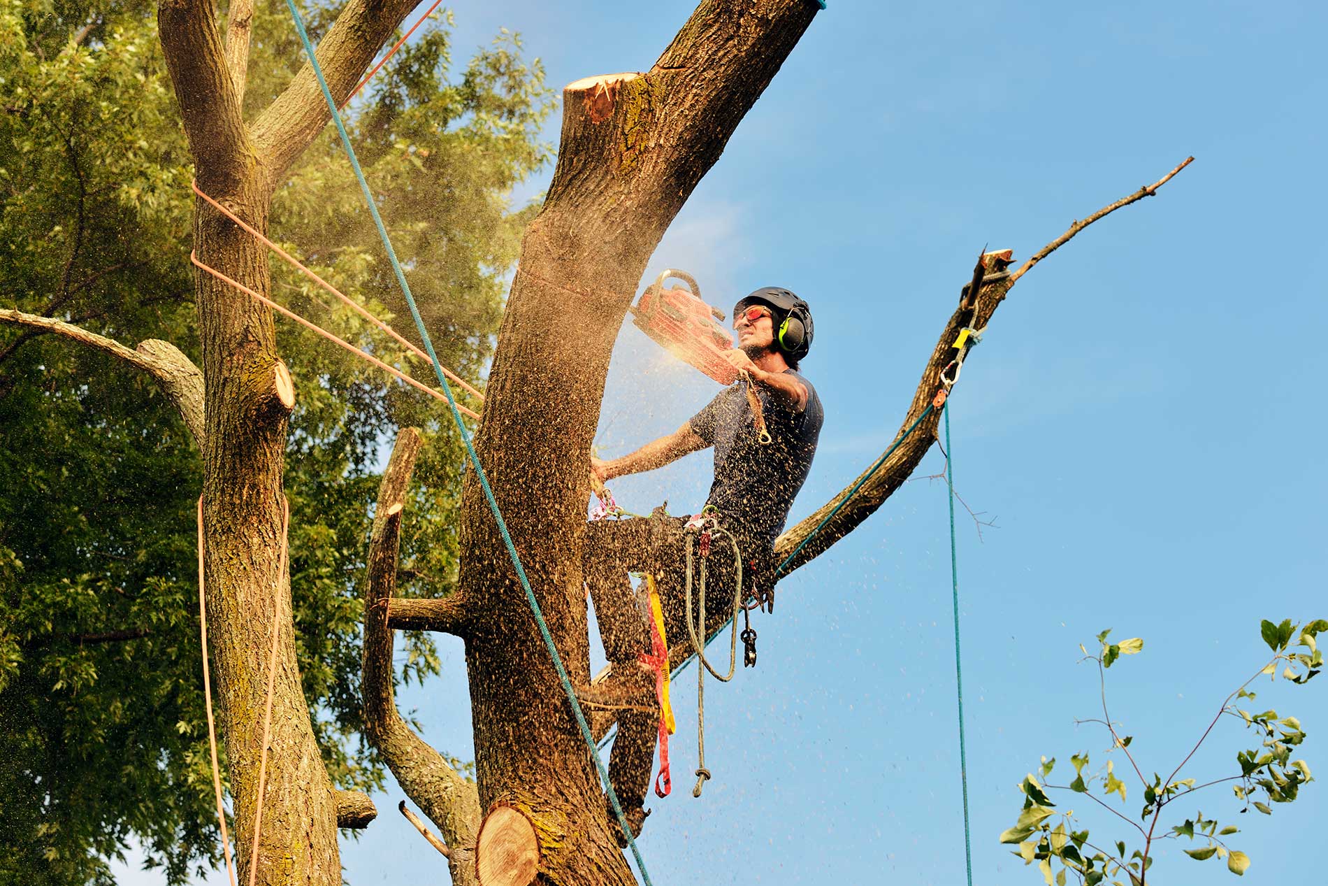 Tree Removal in Penticton - Fir Yew Tree Services