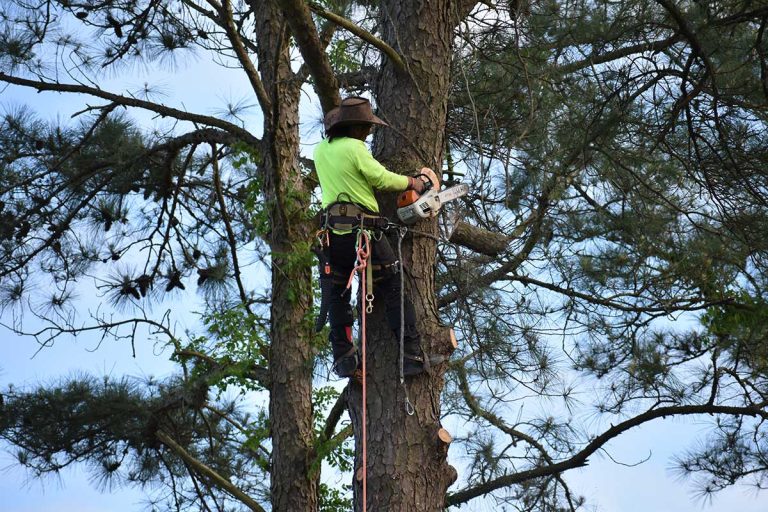 Worker climbing the tree and ready to trim the branches or remove the tree