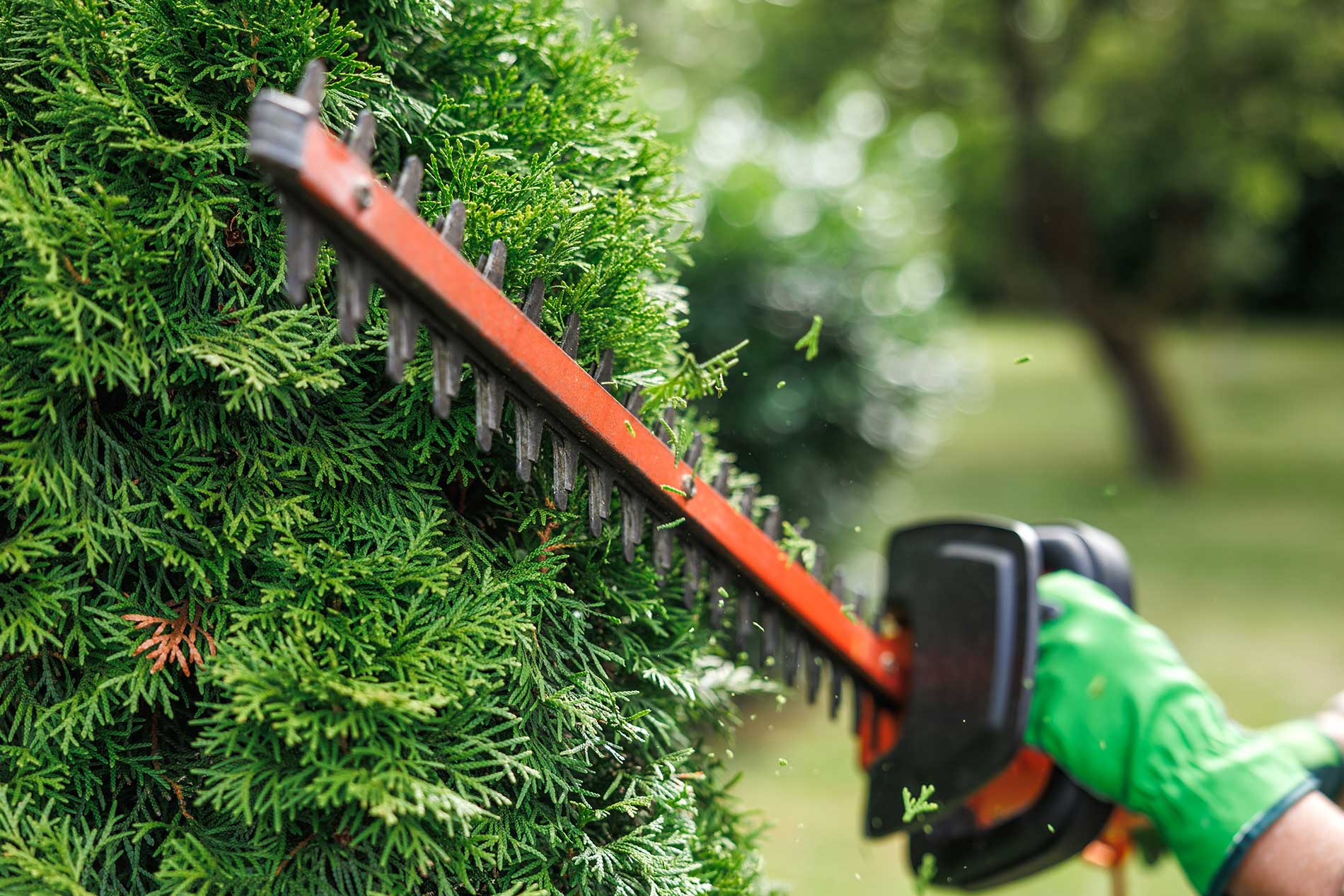 electric hedge trimming at Fir Yew Tree Services in Penticton