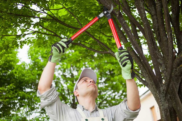 worker cutting the tree branches with pruning