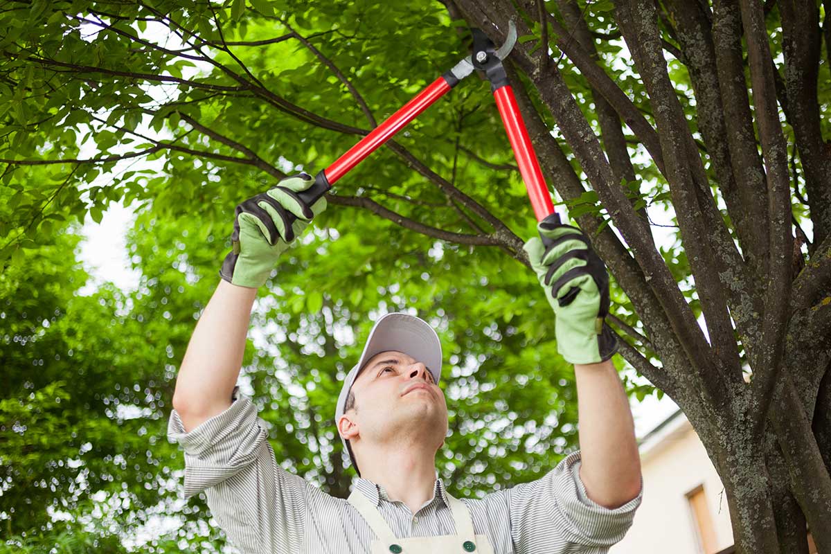 worker cutting the tree branches with pruning